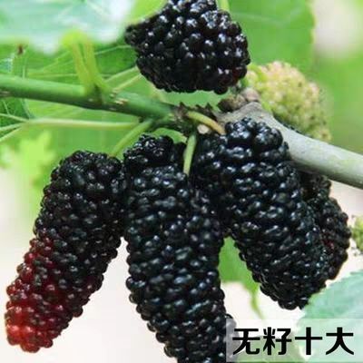 海宁市无籽大十果桑苗  无籽大十嫁接，口感好没有籽甜度高品种对版
