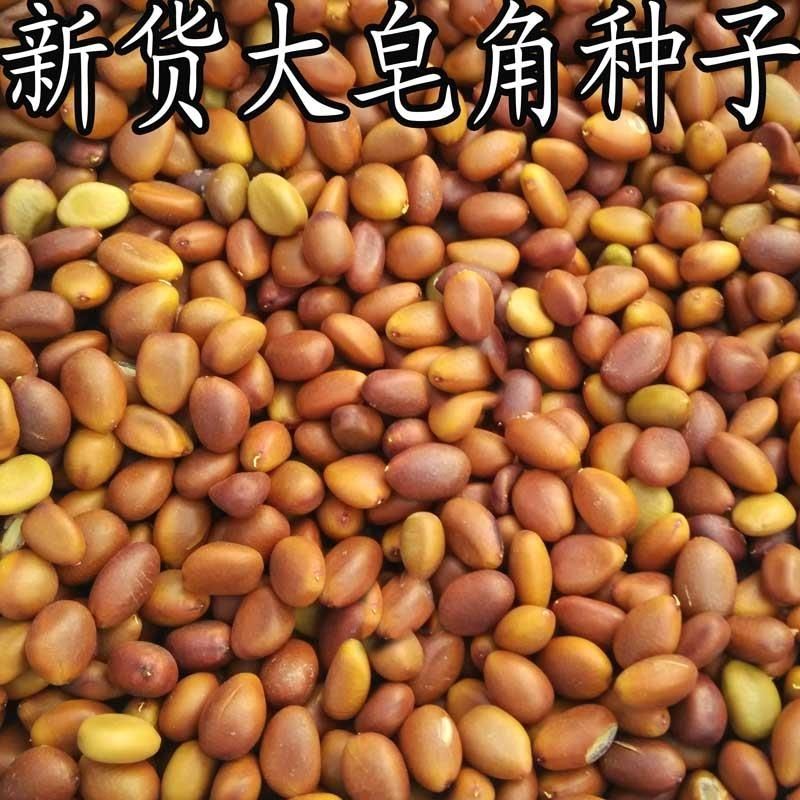 嵩县皂角种子  皂角籽500克