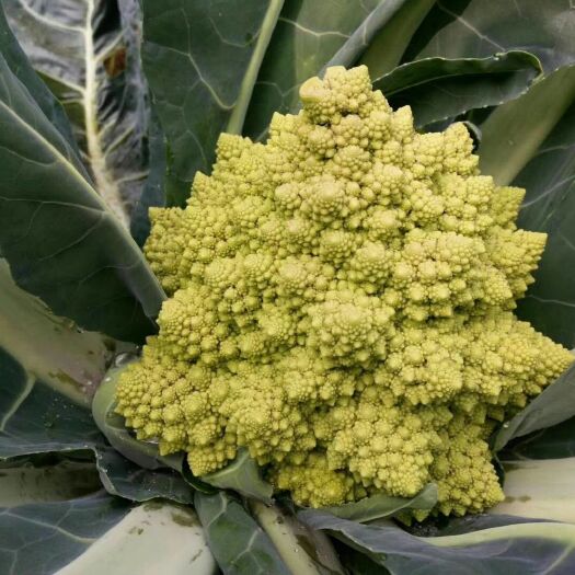 东营宝塔菜 