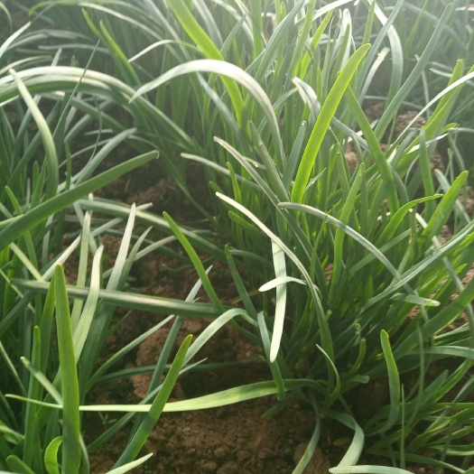铁杆黑韭菜 头茬 20~30cm 