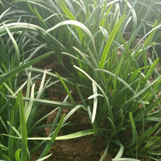 天津铁杆黑韭菜 头茬 20~30cm 