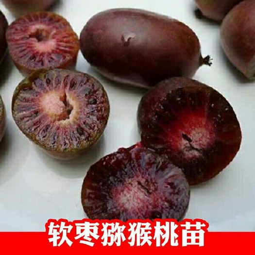 平邑县软枣猕猴桃苗 嫁接苗 