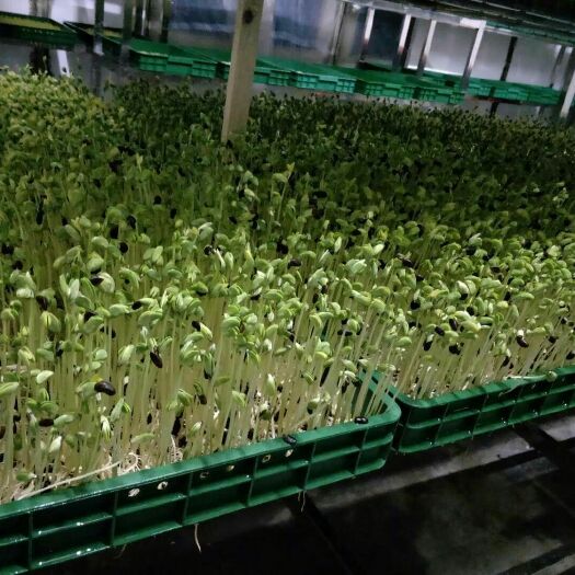 运城豌豆苗 人工种植 10-15cm 