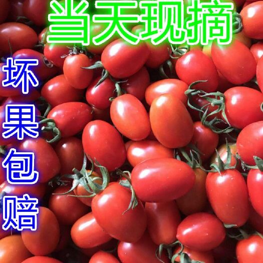 莘县贝贝1号圣女果 