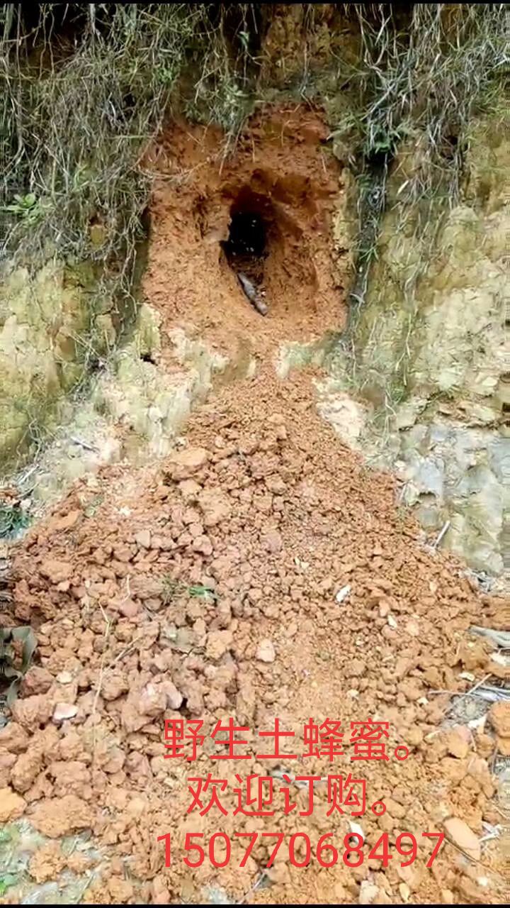 土蜂蜜 塑料瓶装 2年以上  