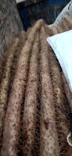 麻山药 90cm以上 