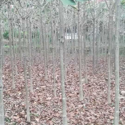 汉中七叶树  基地直销5--6公分