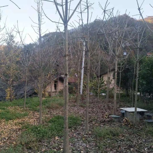 七叶树  7--8公分