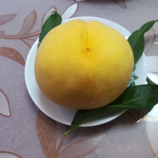 扶风县黄金蜜4号苗 桃树晚熟精品黄桃黄金蜜4号桃苗，双节成熟，口感翠甜