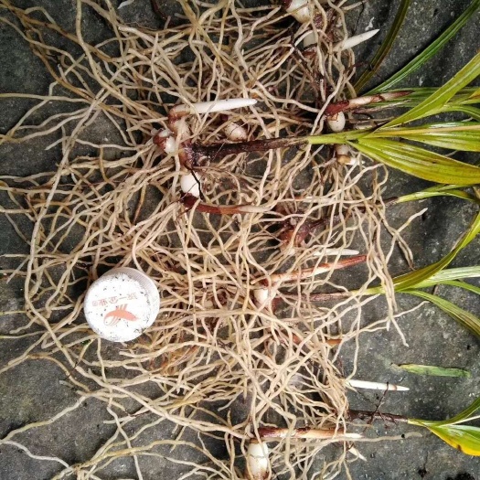 石棉县紫花白芨苗  白及