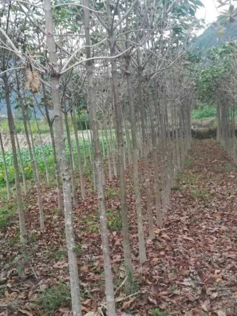 七叶树  7--8公分