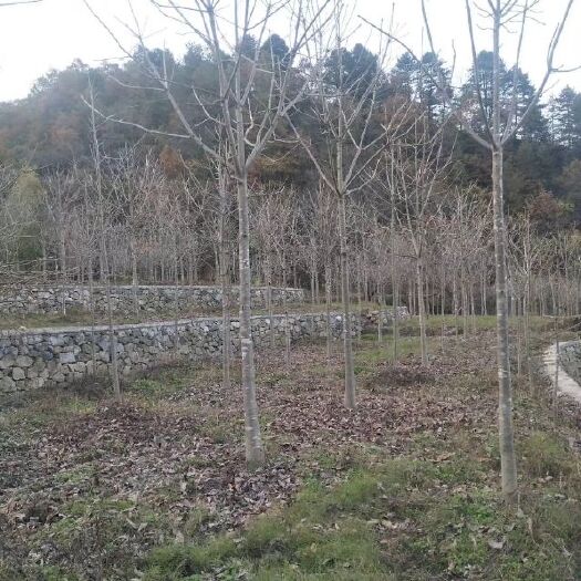 汉中10公分七叶树
