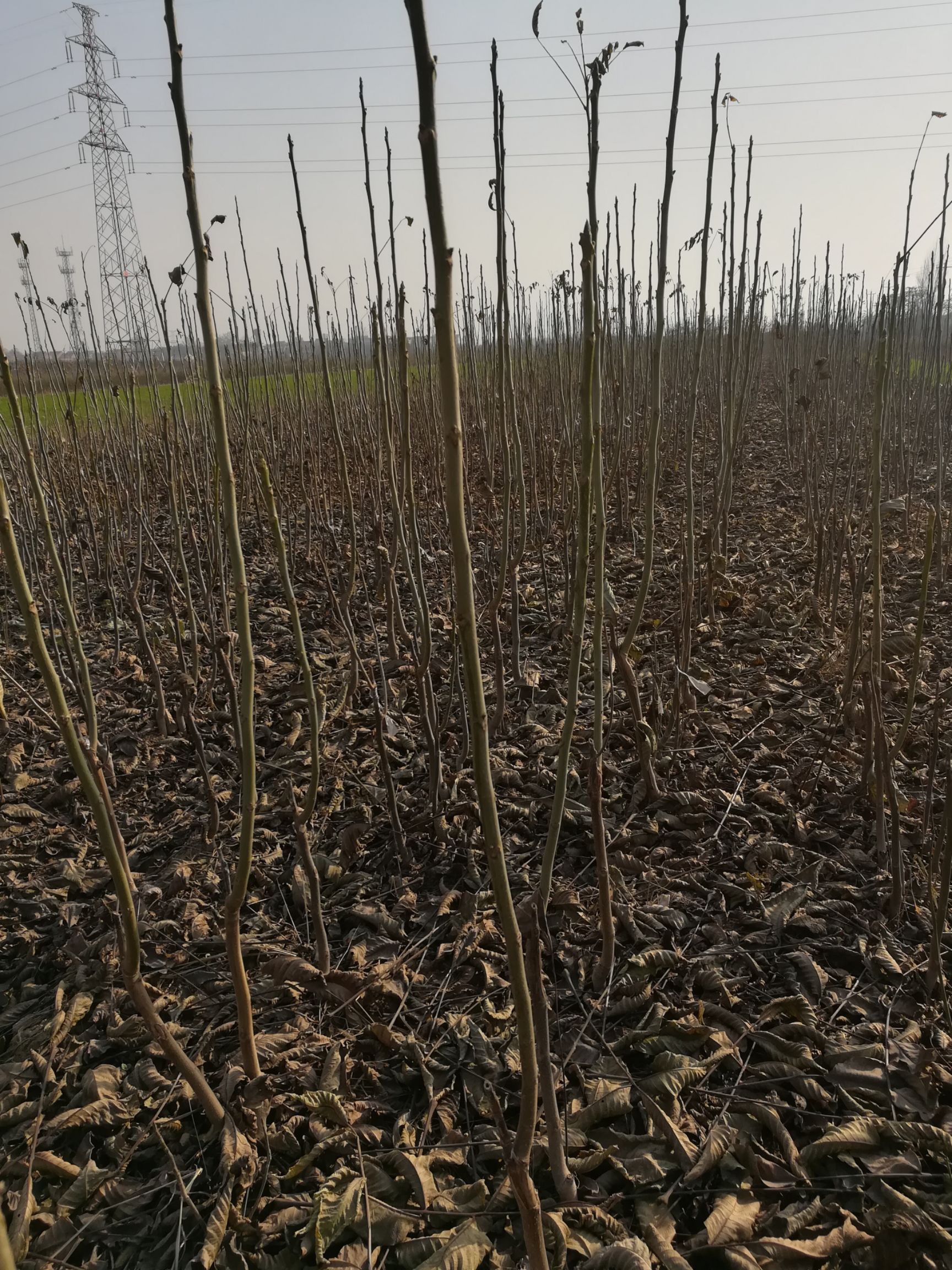  核桃苗嫁接薄皮核桃苗早核桃苗