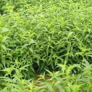聊城映霜红桃苗 1.5~2.0米 
