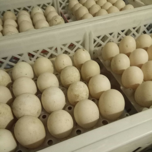 莘县白鸭蛋 食用 散装 