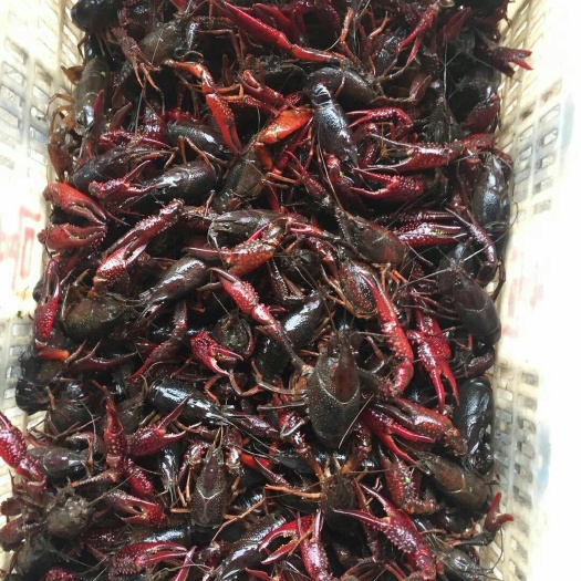 金湖县清水小龙虾 6-8钱 人工养殖 