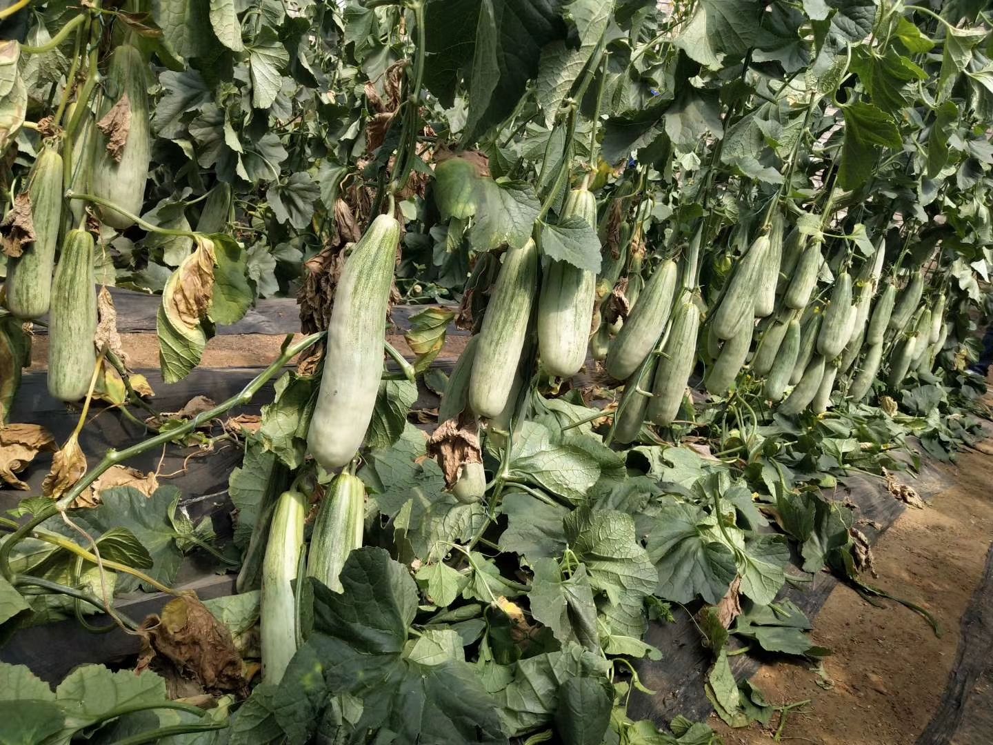 [羊角蜜甜瓜苗批发]羊角脆甜瓜苗价格0.5元/株 - 惠农网