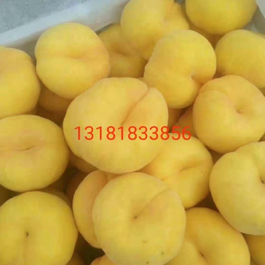泰安中蟠11号桃树苗 1~1.5米 