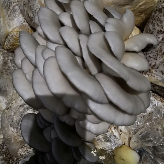 滨海县姬菇 人工种植 鲜货 