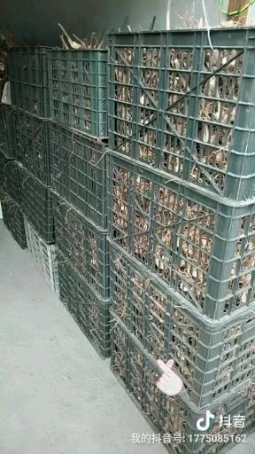 重庆市 多花甜黄精