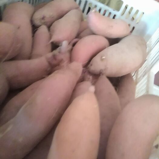 瓦房店市红心王红薯 红皮 混装通货 