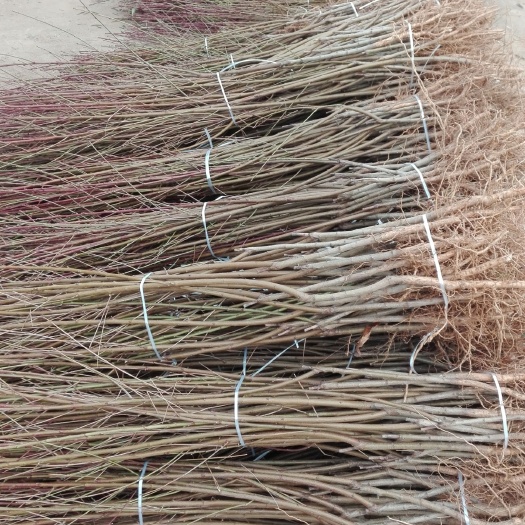 邹城市水蜜桃苗 1~1.5米 