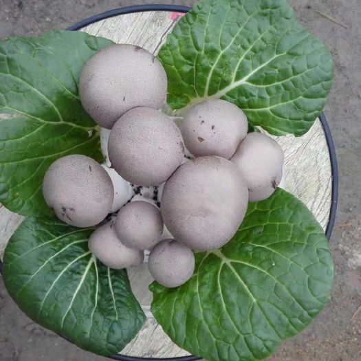 阜南县鲍鱼菇 