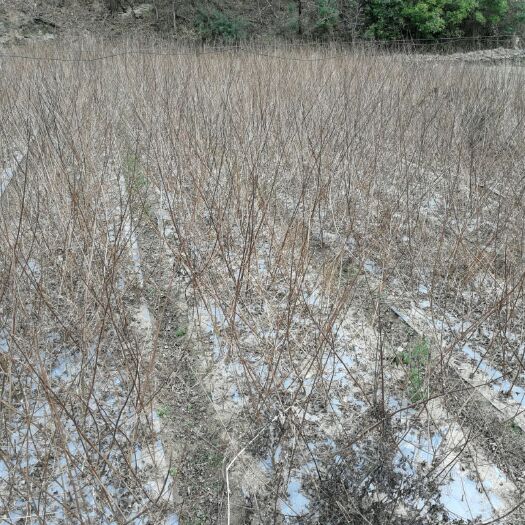 洋县豆腐柴苗 （豆腐树苗）观音树苗