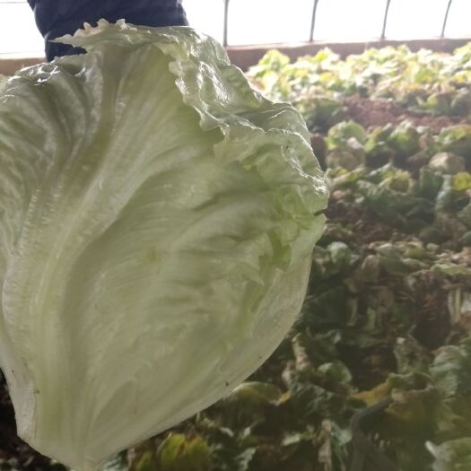 登封市结球生菜 5~6两 