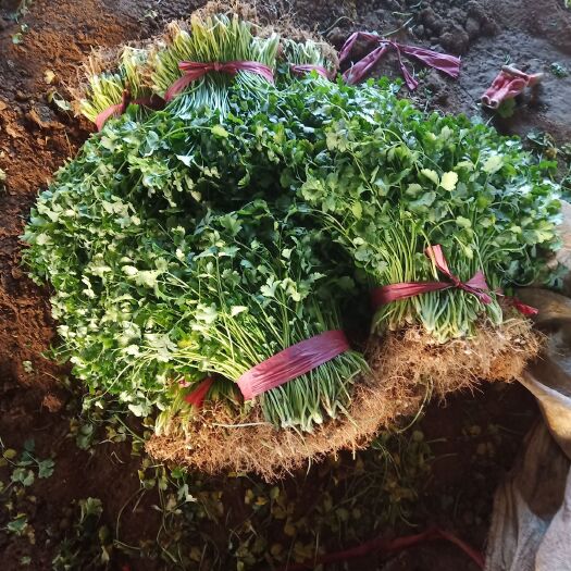 邯郸大叶香菜 30~35cm 