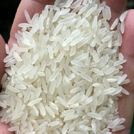 隆回县籼米 一等品 中稻 籼米 