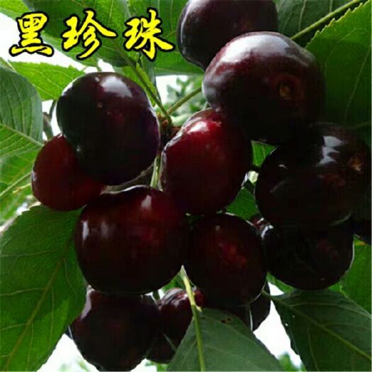 平邑县黑珍珠苗 