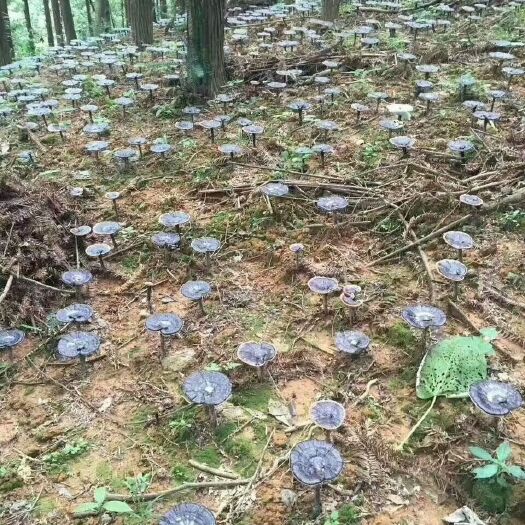 韶关黑灵芝 