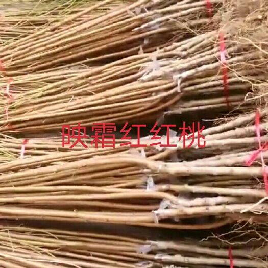 平邑县 桃树苗特卖