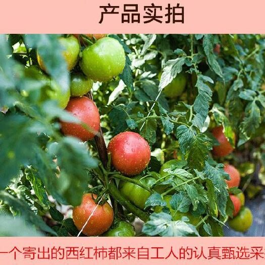 莘县贝贝1号圣女果 