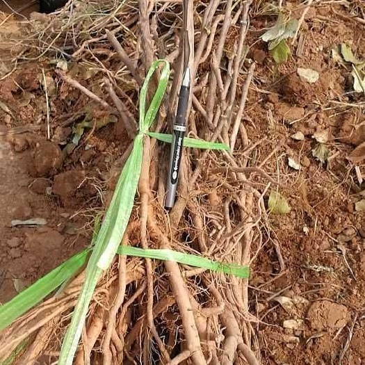 牡丹苗 药用凤单牡丹苗，规格点5至1.5公分，长度20公分，