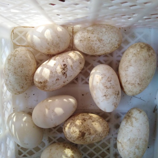 沧县鲜鹅蛋 食用 箱装 