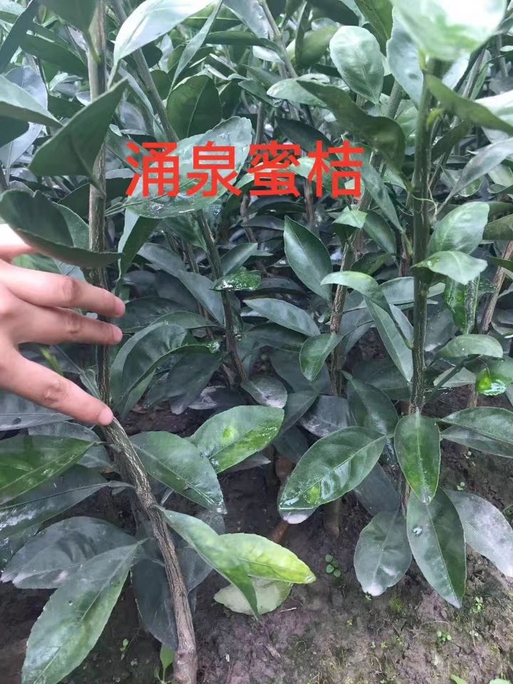 黄岩蜜桔苗涌泉蜜橘苗嫁接苗