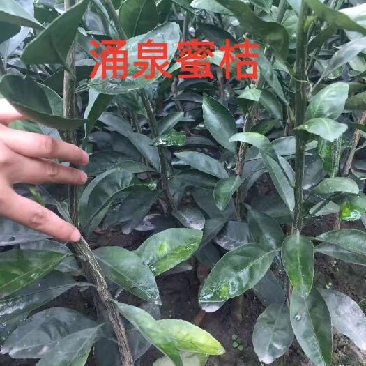 黄岩蜜桔苗涌泉蜜橘苗嫁接苗