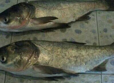 利津县雄鱼 花鲢 人工养殖 1-2.5公斤