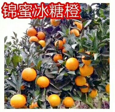 常德锦蜜冰糖橙苗  褚橙品种，树人公司基地直供纯度品质保障签订合同