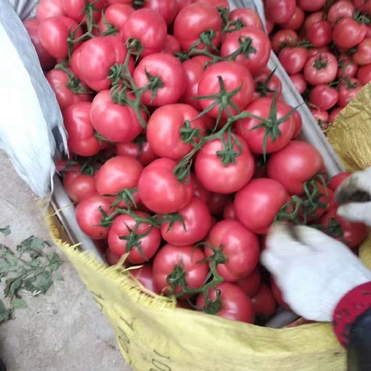 费县硬粉西红柿  精品西红柿  质量好价格低