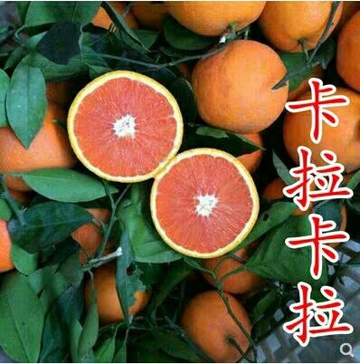 平邑县卡拉卡拉红肉脐橙苗 嫁接苗 0.5~1米 
