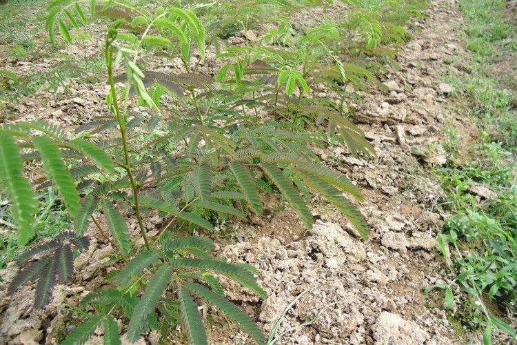 红合欢  合欢树苗合欢苗绒花树苗芙蓉花树苗庭院盆栽合欢花苗绿化工程树苗