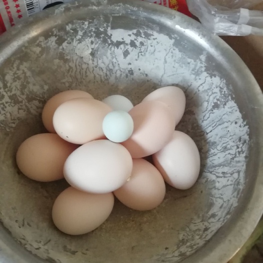 献县笨鸡蛋 食用 散装 