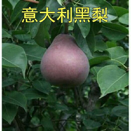 平邑县意大利黑梨苗 1~1.5米 