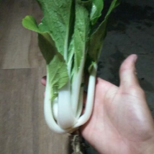 茂名早熟五号小白菜 8 ~10cm