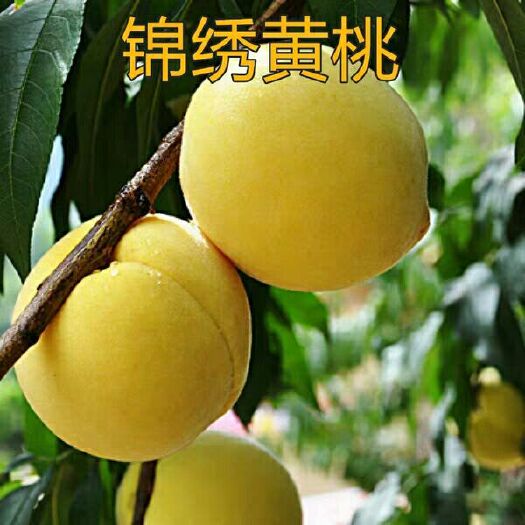 平邑县锦绣黄桃苗 1~1.5米 