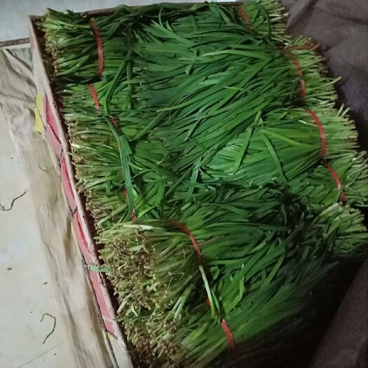 长子县大叶韭菜 二茬 20~30cm 