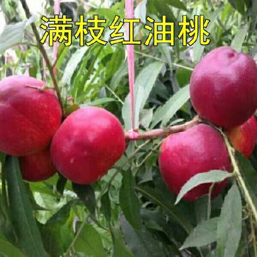 平邑县中油18油桃 1~1.5米 
